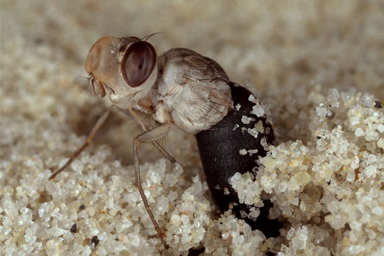 Adult tsetse emerges from pupa