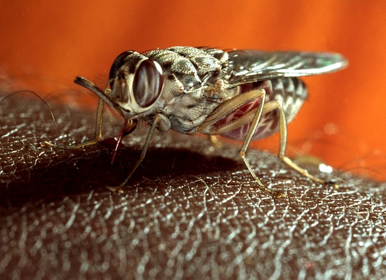 Geoffrey Attardo: Focus on Tsetse Flies - Entomology & Nematology