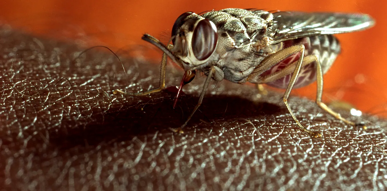 Tsetse Fly