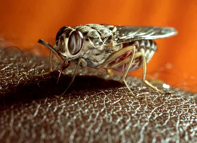 Tsetse fly takes a blood meal on human skin