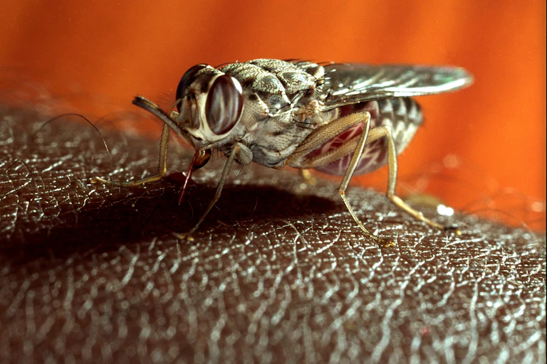 Tsetse fly takes a blood meal on human skin