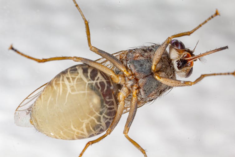 pregnant tsetse fly from below
