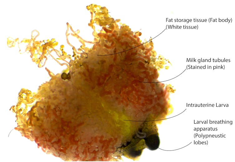 In utero larva with milk gland and fat storage tissues