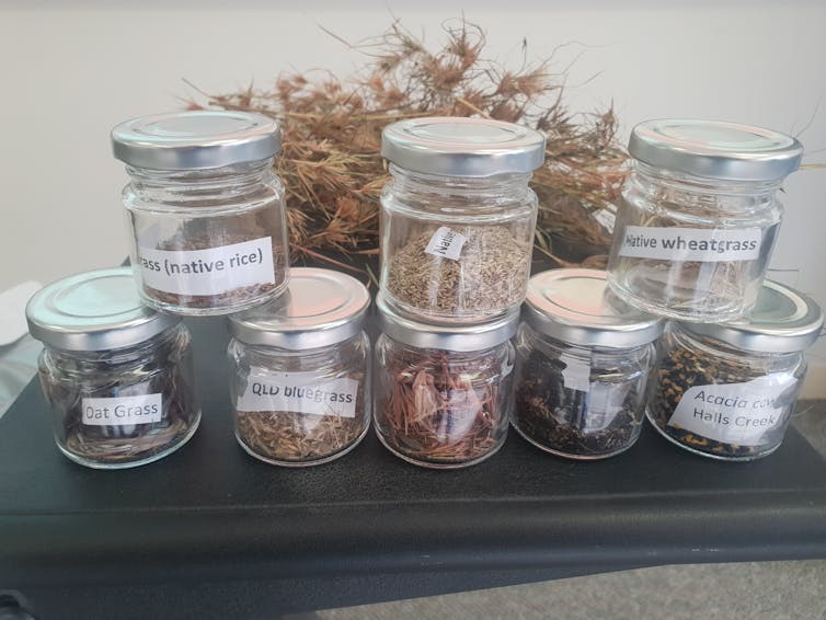 Collection of labelled jars containing grasses.