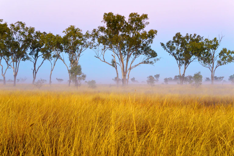 A field of Mitchell grass