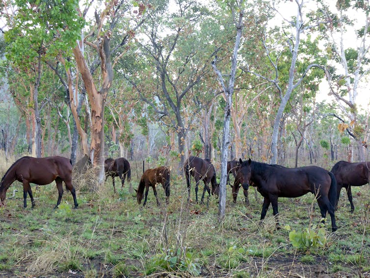 Six dark coloured horses roam among sparse trees in the Top End.