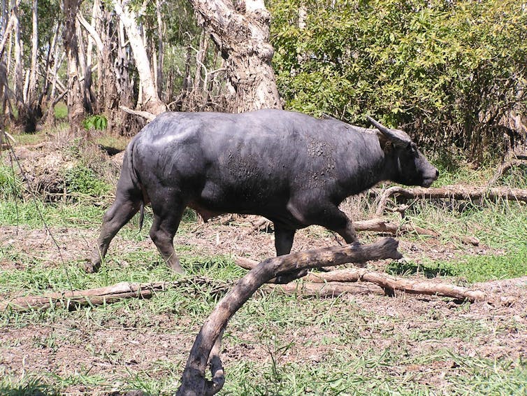 A wild buffalo walks over grass, in front of trees.