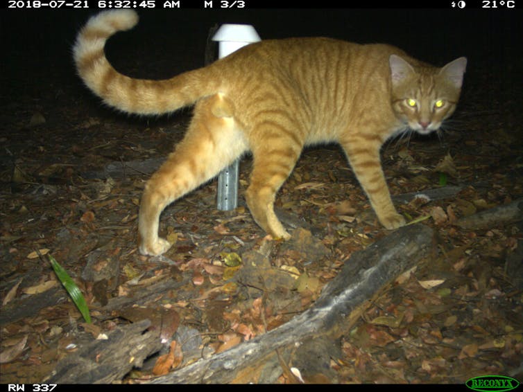 A striped, ginger cat with shining eyes looks at the camera at night.