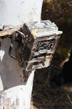 A brownish motion detection camera trap strapped to a tree.