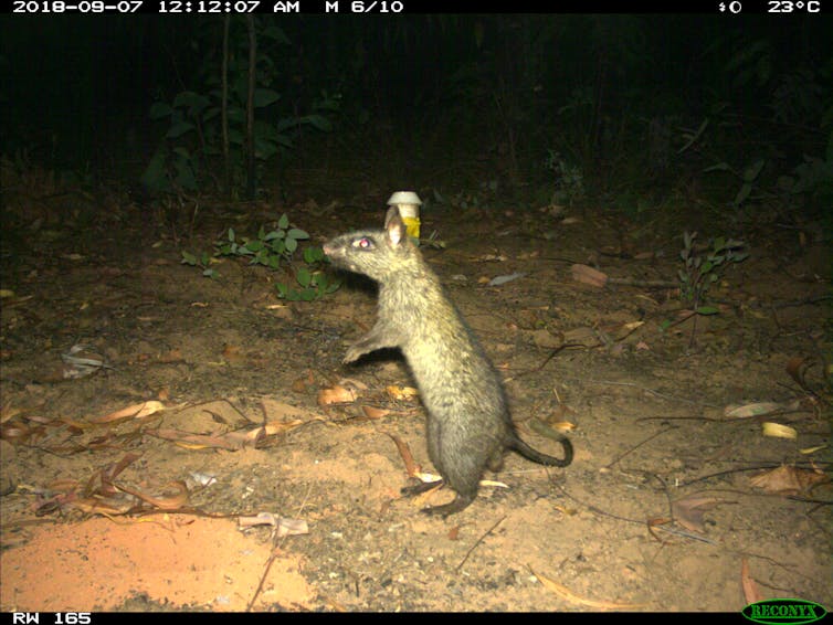 A photo from a camera trap showing a black-footed tree-rat on its hind legs.