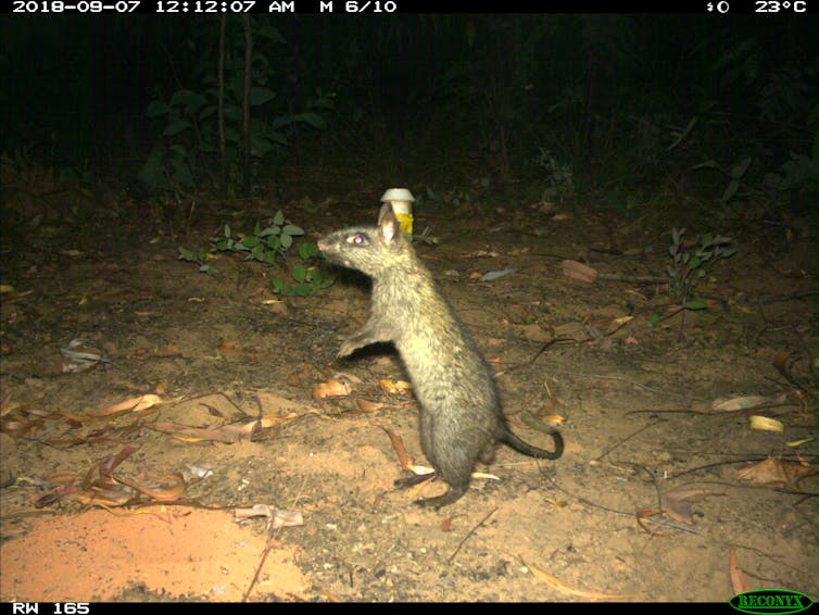 The mystery of the Top End's vanishing wildlife, and the unexpected culprits