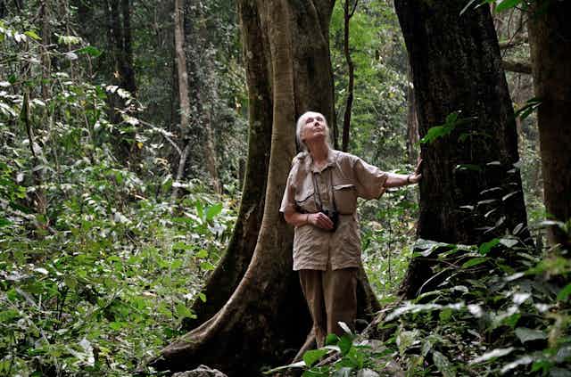 Dr Jane Goodall scans the tree tops for looking for chimpanzees in Gombe National Park.