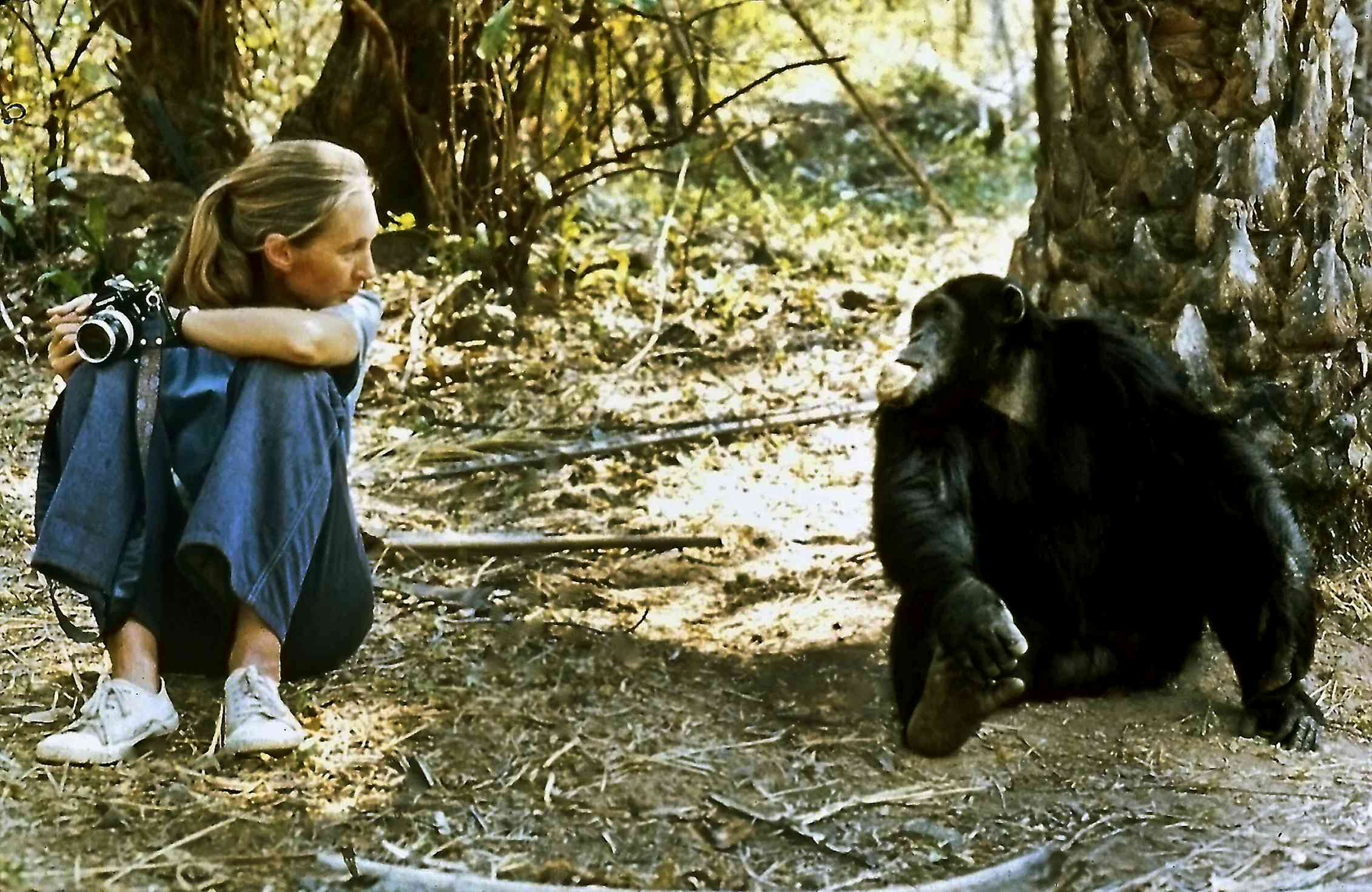 A young Jane Goodall and a chimpanzee, both seated, look at each other