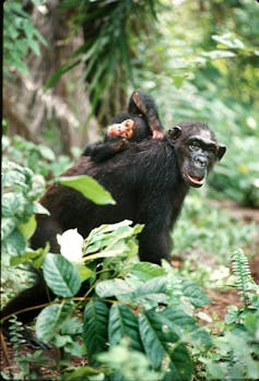 A baby chimp lies on the back of an adult chimp, both look at the camera.