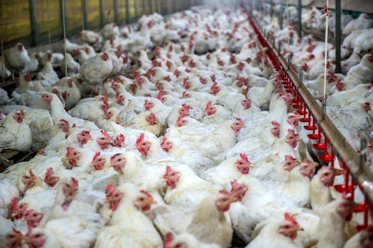 Hundreds of chickens are lumped together in a farm.