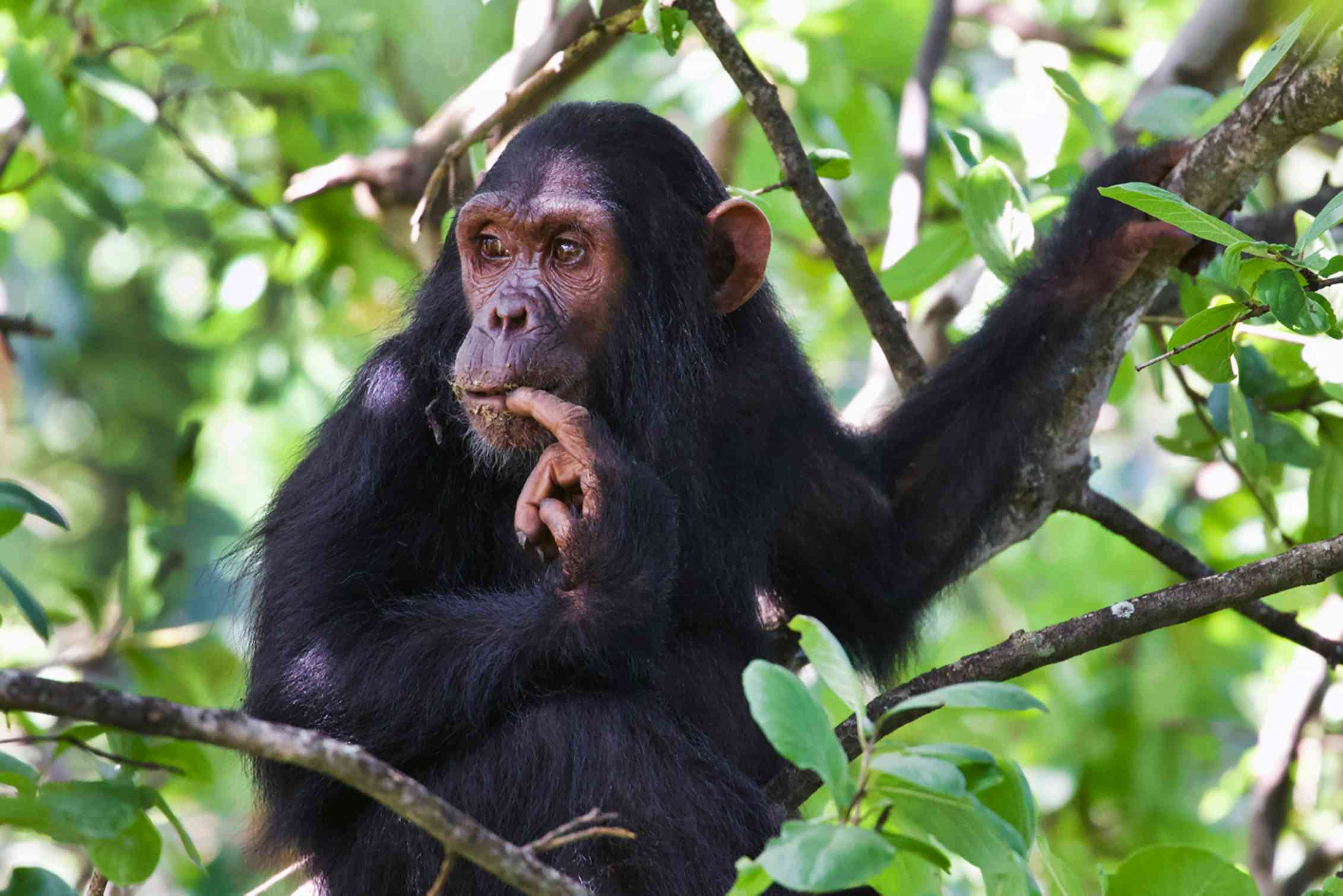 A chimpanzee sits on a branch, bites its finger and looks into the distance.