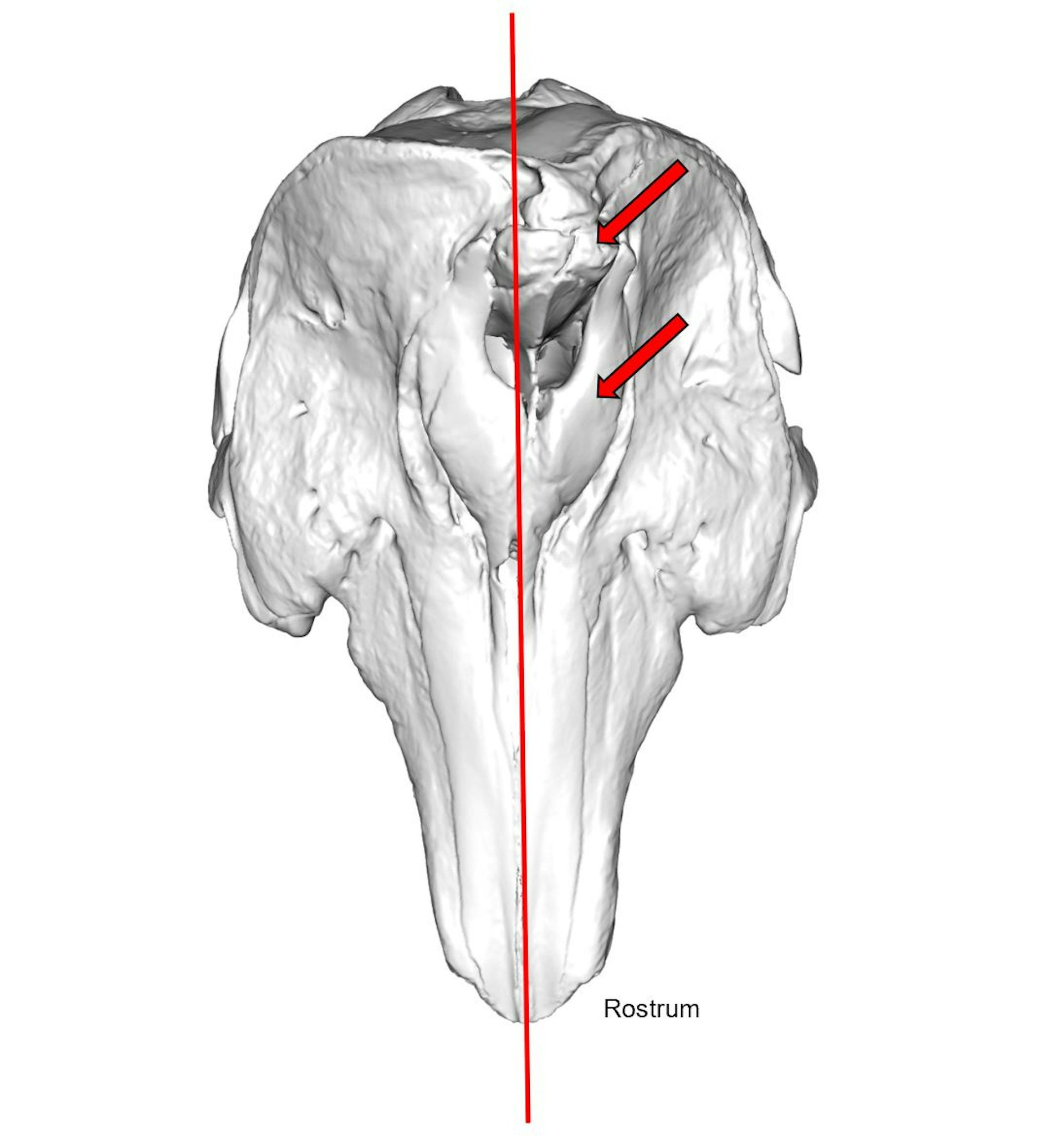3D scan of a narwhal skull showing asymmetry