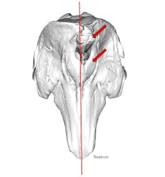 3D scan of a narwhal skull showing asymmetry