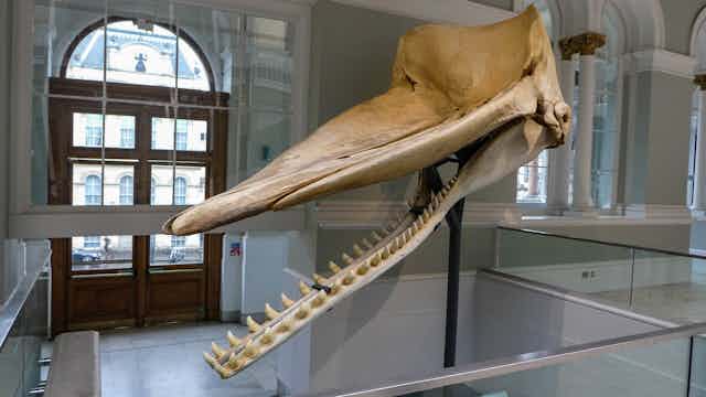 Sperm whale skull suspended in museum