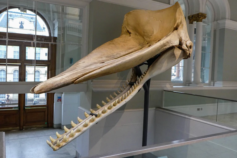 Sperm whale skull suspended in museum