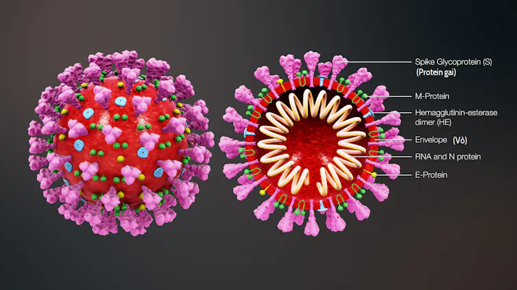 A 3D medical illustration of 2019 Novel Coronavirus, depicting the ultrastructural morphology of the virus.
