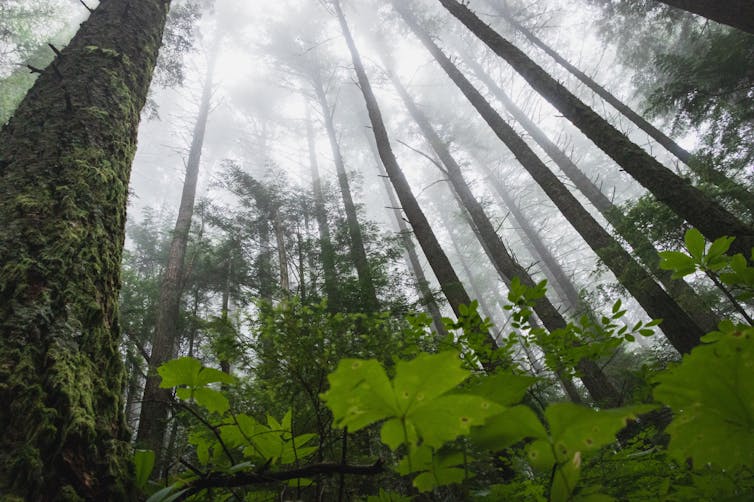 A misty forest scene.