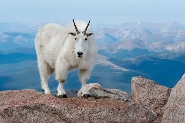 A large white mountain goat standing on a rock, against a mountainous background, stares into the camera.