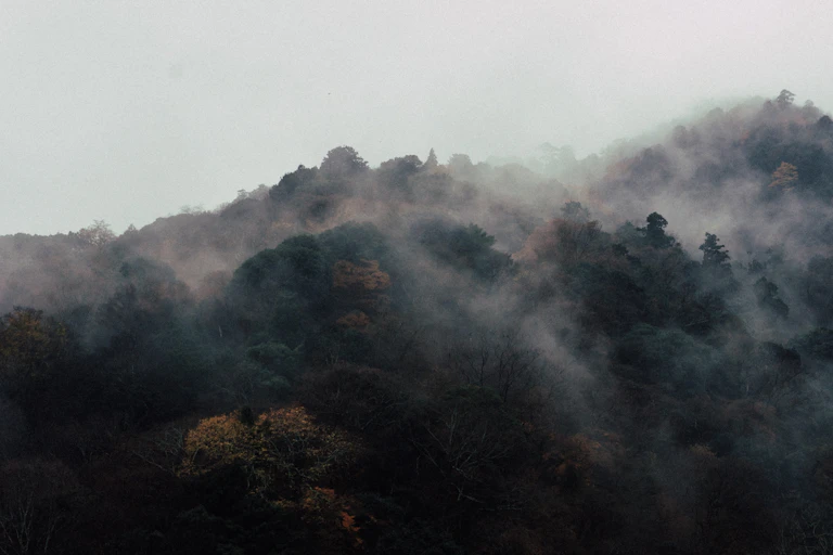 A misty forest canopy.