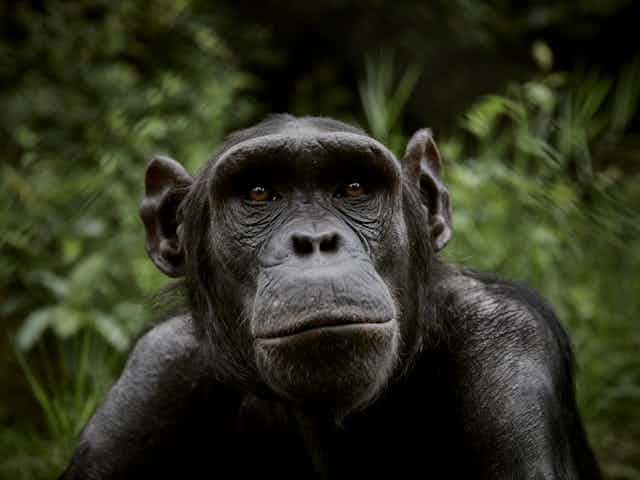 chimpanzee with forest background