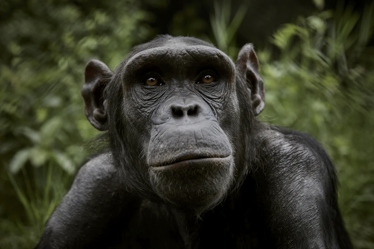 chimpanzee with forest background
