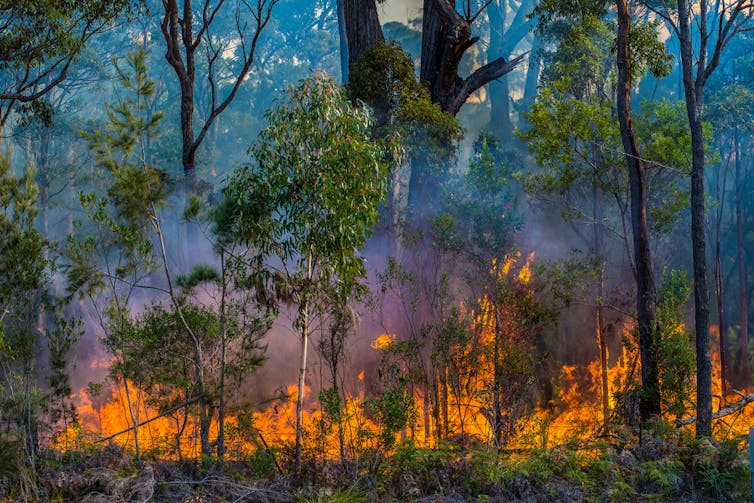 A controlled burn in bushland, with small flames and lots of smoke.