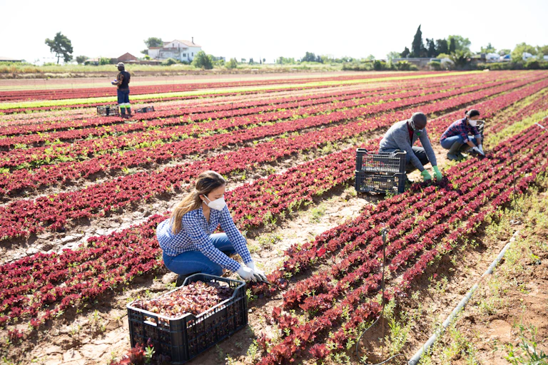 Trabajadores del campo con mascarilla recogen lechuga roja.
