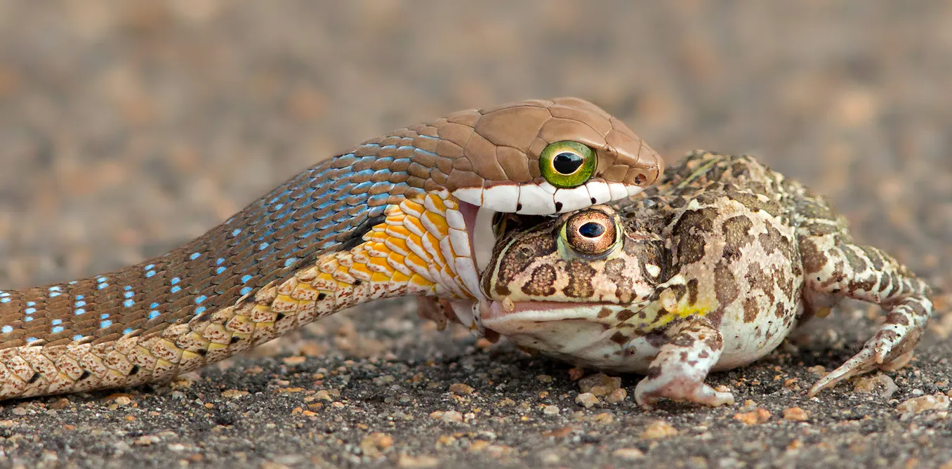Fish Predator Snake Snakes Predators And Prey