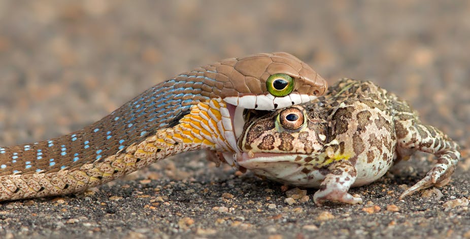 A snake eating a bullfrog.