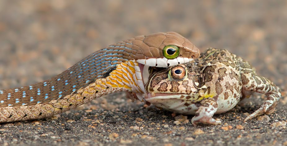 How we tracked the eating habits of snakes in Africa with