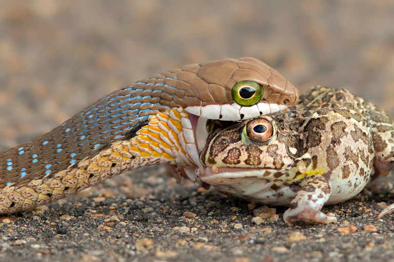 A snake eating a bullfrog.