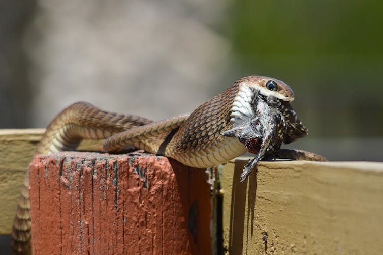 A snake eating a bird.