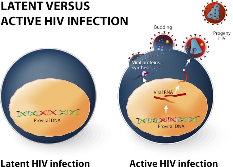 Does coronavirus linger in the body? What we know about how viruses in general hang on in the brain and testicles