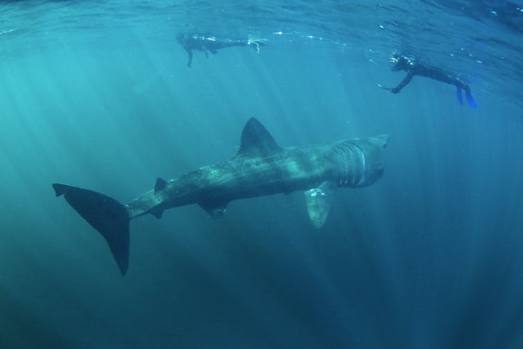 Basking shark and snorkellers