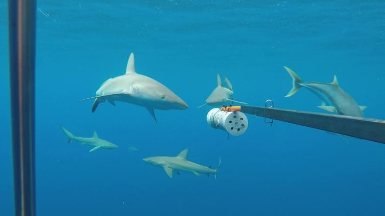 Galapagos sharks