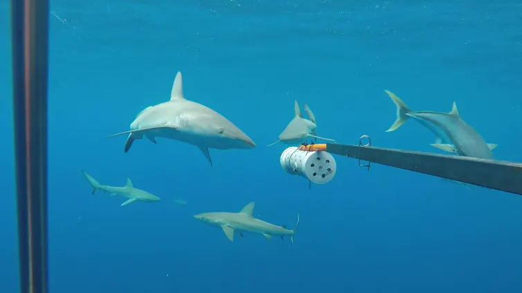 Galapagos sharks