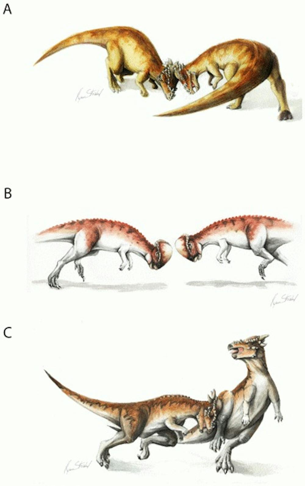 Head Butting Did Not Lure Mates For Horny Domed Dinosaur Head Butting Did Not Lure Mates For Horny Domed Dinosaur