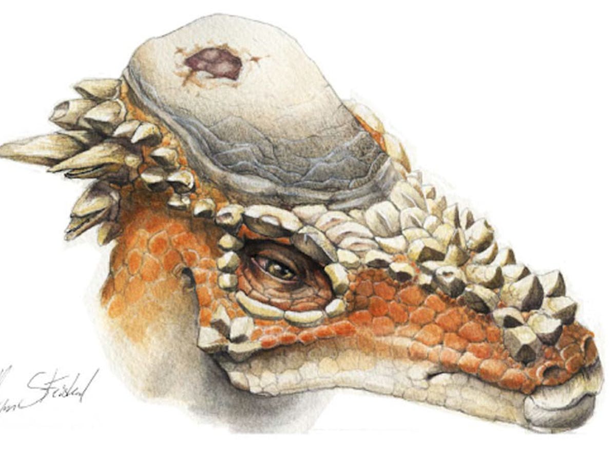 Head Butting Did Not Lure Mates For Horny Domed Dinosaur Head Butting Did Not Lure Mates For Horny Domed Dinosaur