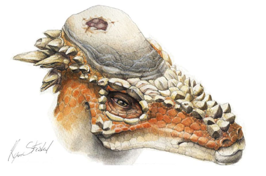 Head Butting Did Not Lure Mates For Horny Domed Dinosaur Head Butting Did Not Lure Mates For Horny Domed Dinosaur