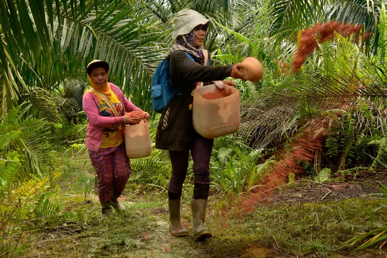 Buruh perempuan menabur pupuk di kebun sawit.