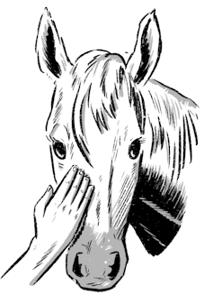 Hand gently pats a horse's nose