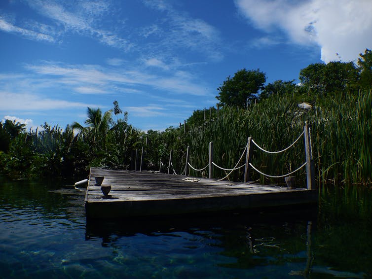 A floating jetty surrounding by mangrove swamp.