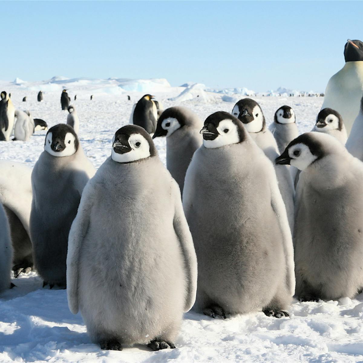 Was penguin evolution driven by a cooling Antarctic?