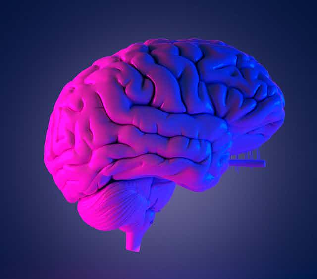 Model of a human brain lit by pink and blue light