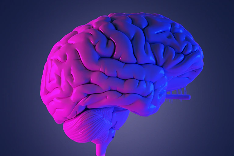 Model of a human brain lit by pink and blue light